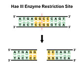HaeIII enzyme restriction site, illustration