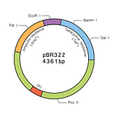 Plasmid pBR322 structure, illustration