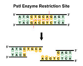 PstI enzyme restriction site, illustration