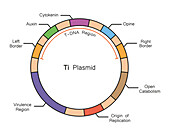Ti plasmid structure, illustration