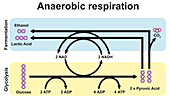 Anaerobic respiration, illustration