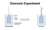 Osmosis experiment, illustration