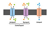 Membrane transport proteins, illustration