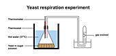 Aerobic respiration experiment, illustration