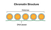 Chromatin structure, illustration