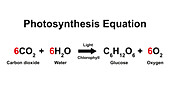 Photosynthesis equation, illustration.