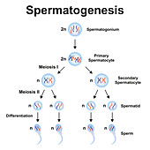 Spermatogenesis, illustration