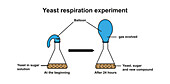 Yeast respiration experiment, illustration
