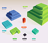 Biomass of all life on Earth, illustration