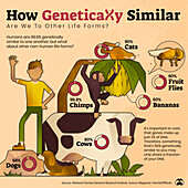 Human genetic similarity, illustration