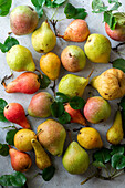 Different types of pears with leaves