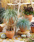 Immergrüne Ziergräser Segge (Carex), Blauschwingel (Festuca glauca), Mahagonigras (Uncinia rubra) in Terracottatöpfen