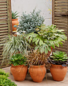 Immergrüne Pflanzen in Terrakottatöpfen mit Fatsia (Zimmeraralie), Mostgummi-Eukalyptus (Eucalyptus gunnii) und Semponium (Sempervivum X Aeonium)