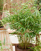 Bambus (Fargesia robusta) 'Wenchuan'