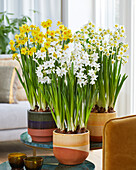 Straußnarzisse (Narcissus tazetta), Sammlung