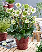 Christrose (Helleborus)