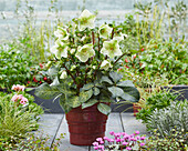 Christrose (Helleborus) 'Molly's White'