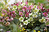 Christrose (Helleborus), Mischung