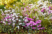 Frühlings-Alpenveilchen (Cyclamen coum), Große Braune Segge (Carex brunnea) 'Variegata'