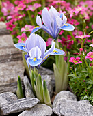 Netzblatt-Schwertlilie (Iris reticulata) 'Alida'