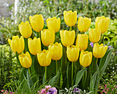 Gelbe Tulpe (Tulipa) 'Firefly'