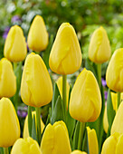 Gelbe Tulpe (Tulipa) 'Firefly'