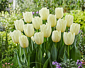Weiße Tulpen (Tulipa) 'Limoncello'