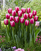 Tulpne (Tulipa) 'Angels Share'