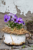 Altes Töpfchen mit Stroh und Stiefmütterchen (Viola Wittrockiana)