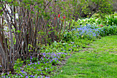 Spirea bush (Spirea) and violet (Viola) in the flower bed in the garden