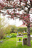 Flowering apple tree and vintage table in the garden