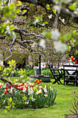 Tulips (Tulipa) and daffodils (Narcissus) in the spring garden, fountain and seating area in the background