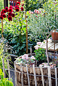 Large wooden barrel with olive tree as patio decoration in front of flower bed