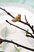 Blossoming rosehip branches, close-up