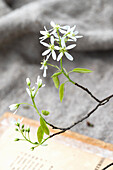 Blühender Zweig von der Hainbuche (Carpinus betulus)