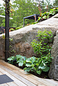 Funkia in bed between the wooden terrace and rocks