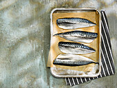 Fresh mackerel fillets