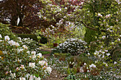 Rhododendron, magnolia tree, and copper beech in Landsdorf Manor Park, Mecklenburg-Western Pomerania, Germany
