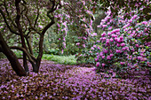 Lush blossoms in the rhododendron garden, Germany