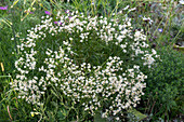 Flowering highland aster (Aster ptarmicoides) in a garden bed