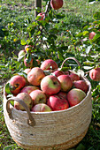 Frisch geerntete Äpfel in Korb auf der Wiese