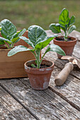 Flowering tobacco (Nicotiana sylvestris), young plants in clay pots