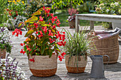 Ice begonia and Japanese sedge in planters on wooden terrace