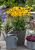 BLack-eyes Susans in planters on the terrace