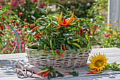 Chilipflanze in Pflanzkorb auf Terrassentisch