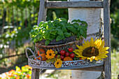 Arrangement aus Basilikum, Tomaten, Ringelblumen und Sonnenblumenblüte auf Tablett