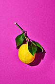 Amalfi lemon with leaves on a pink background