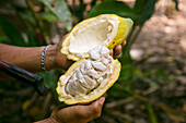 Offene Kakaofrucht, die von einer Hand in einer Plantage im peruanischen Dschungel gehalten wird