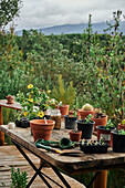 Rustic wooden table with plant pots on the terrace