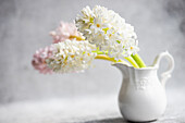 Hyazinthen in weißem Keramikkrug (Hyacinthus)